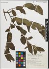 Foto von Salix pentandra L.